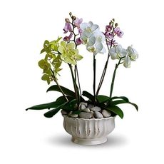 Mixed Orchid Flowers