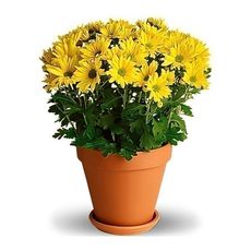 Potted Daisy Flowers