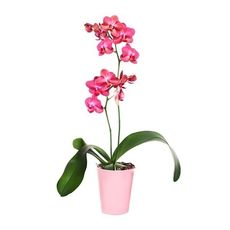 Buy Pink Orchids