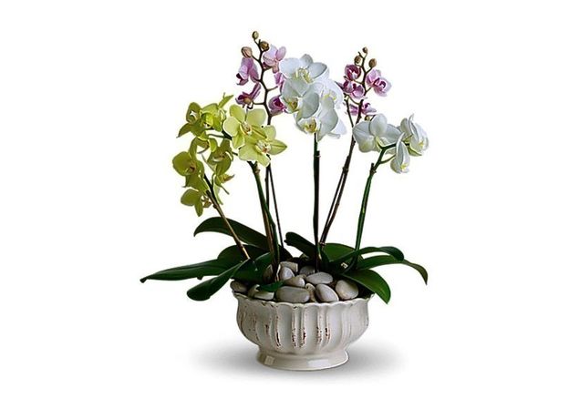 Mixed Orchid Flowers