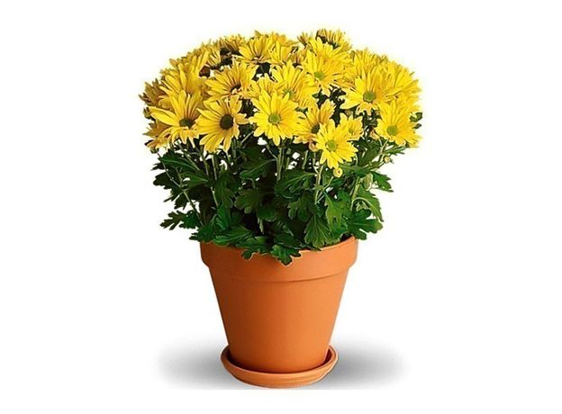 Potted Daisy Flowers