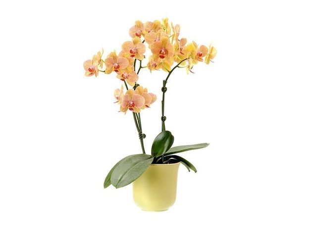 Potted Yellow Orchid Flowers