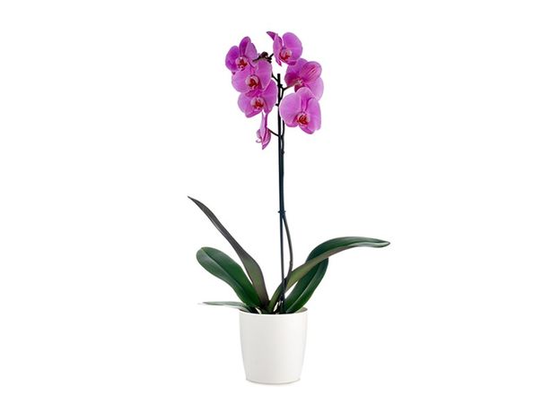 Buy Purple Orchid's